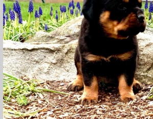 �t��ata rotvajler� jsou p�ipravena potkat sv� nov� rodiny.