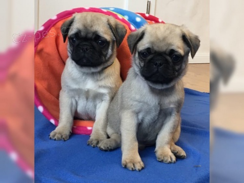 Fantastick� Mops �t��ata