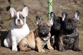 roztomil� francouzsk� buldok �t�n� a fena p�ipraven� pro nov� domov pro v�ce informac� o obr�zku po�lete sv� WhatsApp ��slo