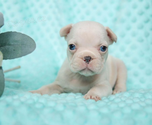 roztomil� francouzsk� buldok �t�n� a fena p�ipraven� pro nov� domov pro v�ce informac� o obr�zku po�lete sv� WhatsApp ��slo