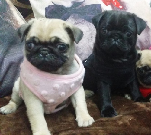 �istokrevn� mops d�ti