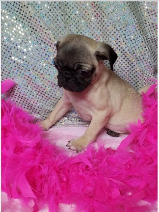 Roztomil� �t���tka Mops jsou p�ipravena pro nov� rodiny