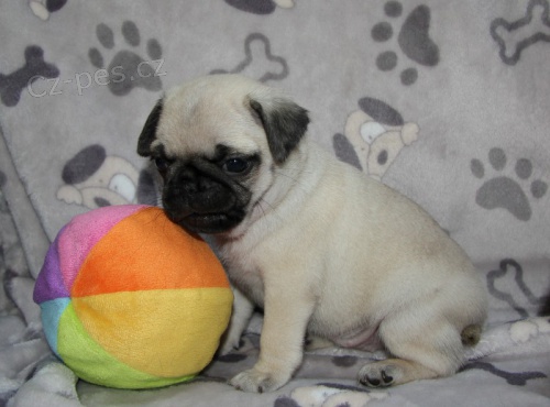 Registrovan� �t��ata Mops