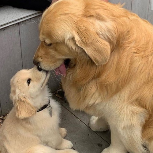 roztomil� �t���tka zlat�ho retr�vra