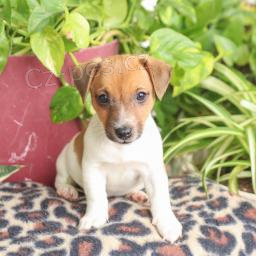 Roztomil� �t���tka jack russell