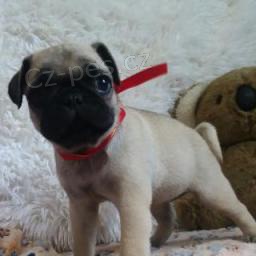 �t��ata mopsl�k� Carlino