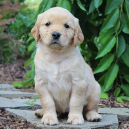 �t��ata zlat�ho retr�vra