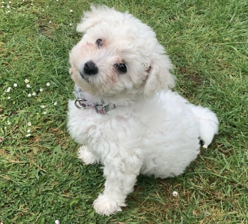 malt�tina malt�tina