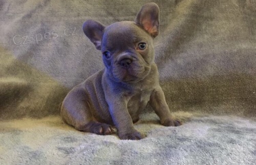 Francouzky Buldo�ky