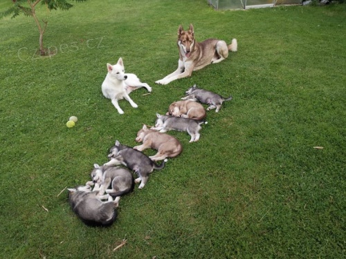  Sibi�sk� husky d�ti