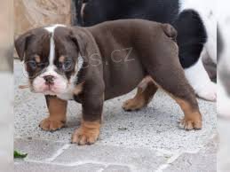 Anglick� buldok bez PP.