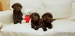 Labradorsk� retriever bez PP