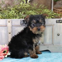 okouzluj�c� Jork��rsk� teri�r