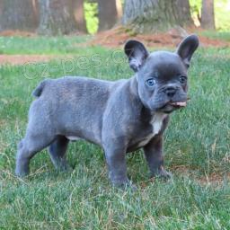 hrav� �t��ata francouzsk�ho buldogu