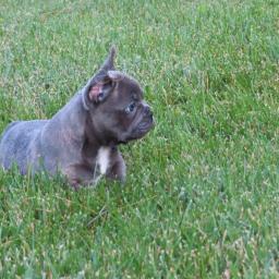 hrav� �t��ata francouzsk�ho buldogu