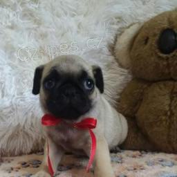 Mops �t��ata hned