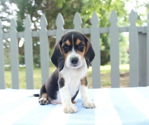 krsn ttka Beagle k dispozici