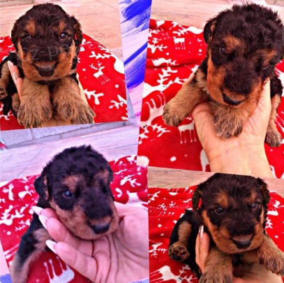 �t��ata Airedale Terrier pro adopci