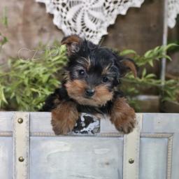 roztomil� york��rsk� �t��ata