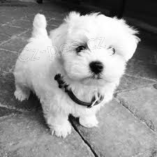 roztomil� maltsk� �t���tka