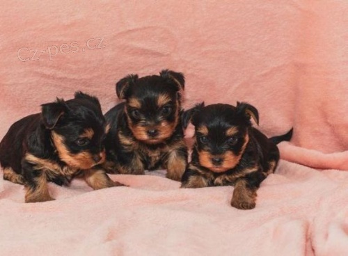 roztomil� york��rsk� �t��ata