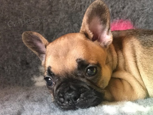 �t��ata Fr. buldoka hledaj� miluj�c� lidi ...