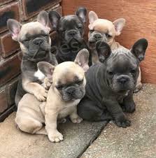 Francouzsk� buldo�ek �t��ata jsou nyn� k dispozici