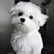 maltsk� �t��ata