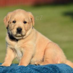 �t��ata zlat�ho retr�vra