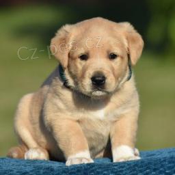 �t��ata zlat�ho retr�vra