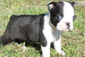 �t��ata york��rsk�ho teri�ra