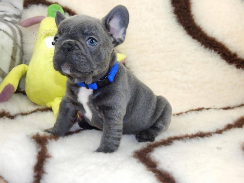 Kr�sn� �t��ata francouzsk�ho buldo�ka