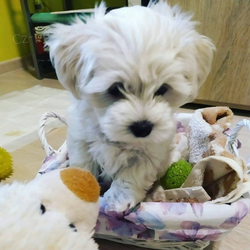 Kr�sn� �t���tka malt�tina