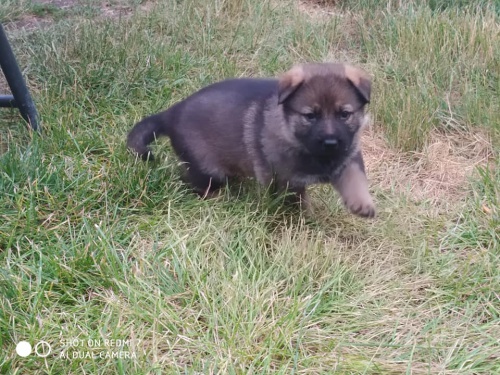 N�meck� ov��k �t��ata s PP