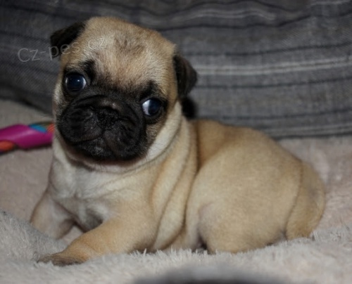 Mops �t��ata k dispozici