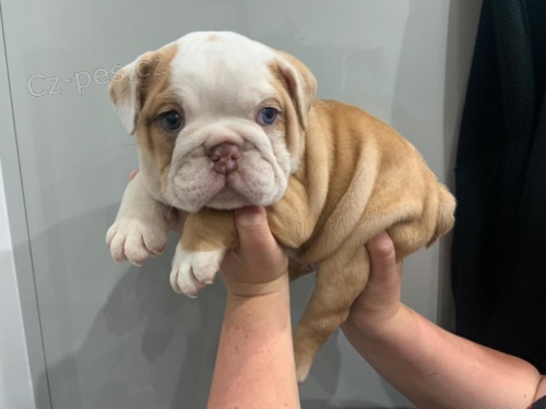 Anglick� buldok �t��ata s PP