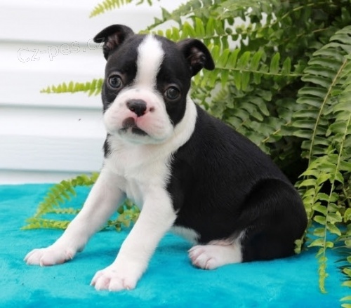 Bostonsk� teri�r s PP