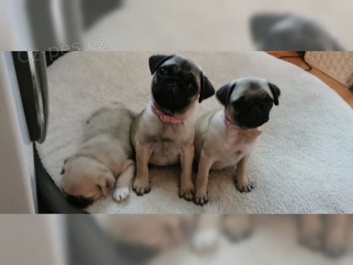 Mops�k �t��ata