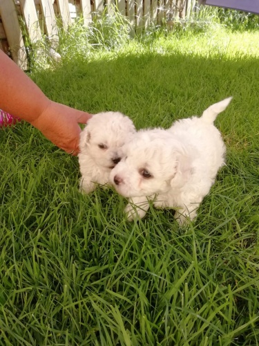 Bichon Fris� pro skute�n� domovy.