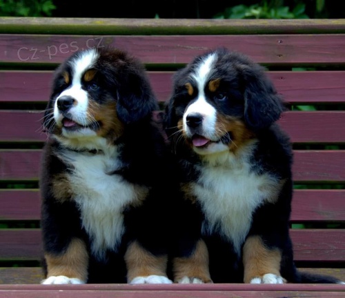 bernsk� sala�nick� pes