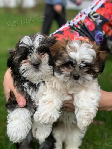 2  mini �t��ata Shih-Tzu 2  mini �t��ata Shih-Tzu