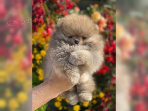 N�meck� �piclsk� �pic