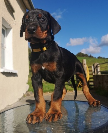 Roztomil ttka Dobermanna k adopci