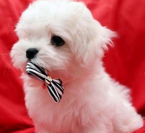 P��telsk� maltsk� �t���tka k adopci