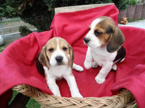 �t��ata  beagle, zoufale pot�ebuj�c� nov� domovy, ne na prodej, ��astn� nov� rok.