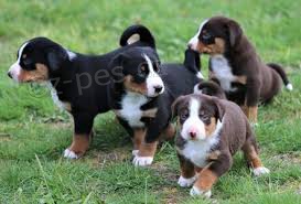 Appenzell �t��ata pro novy domy