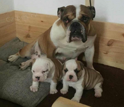 anglick� buldok �t��ata k dispozici