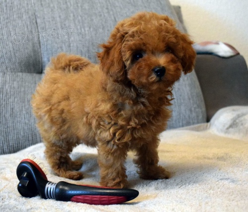 2 mini pudlov� �t���tka k adopci