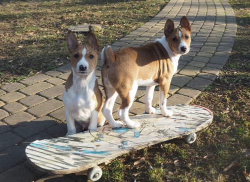 2 Basenji �t��ata muzy a zeny