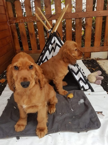 Anglick� �t��ata korkrspanel   t�dn� star� Anglick� Jeden mu�  Jedna �ena b�l�